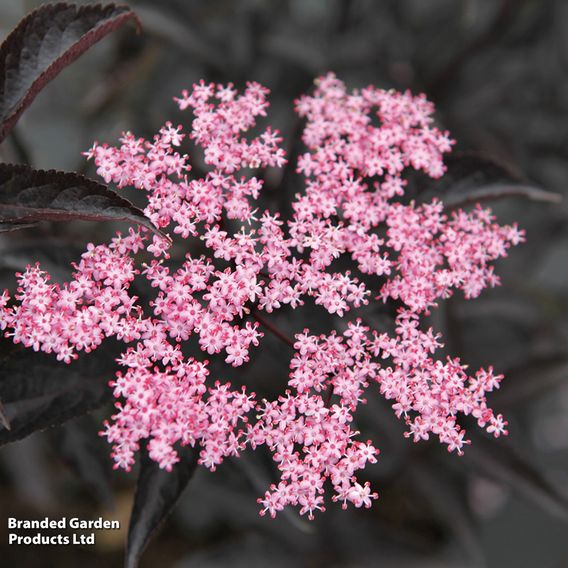 Sambucus nigra f. porphyrophylla 'Black Beauty'