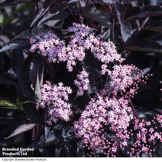 Sambucus nigra f. porphyrophylla 'Black Beauty'
