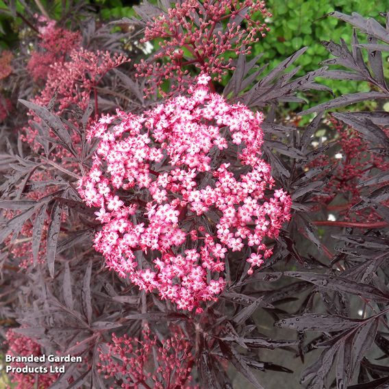 Sambucus nigra 'Cherry Lace'