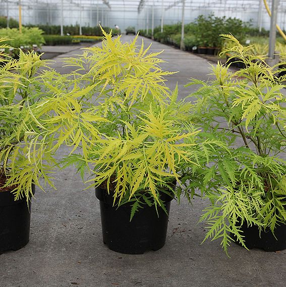 Sambucus racemosa 'Welsh Gold'
