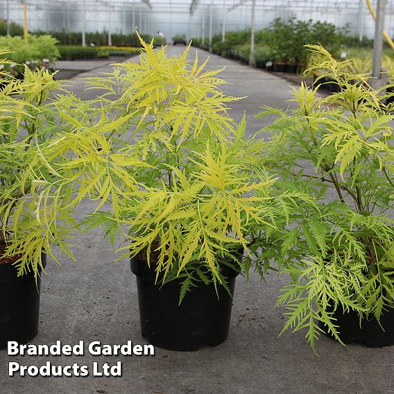 Sambucus racemosa 'Welsh Gold'