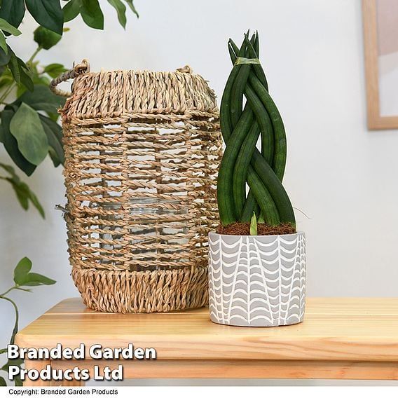 Sansevieria cylindrica 'Braided'