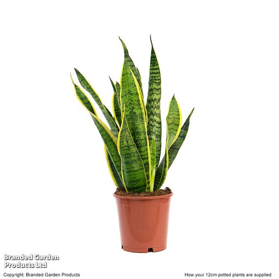 Sansevieria Trifasciata Var. Laurentii