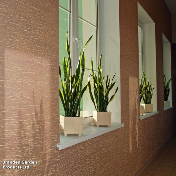 Sansevieria Trifasciata Var. Laurentii