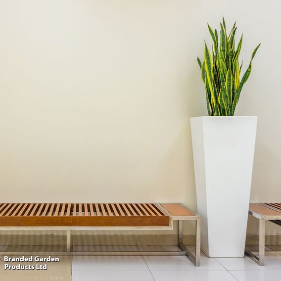 Sansevieria Trifasciata Var. Laurentii