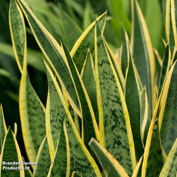 Sansevieria Trifasciata Var. Laurentii