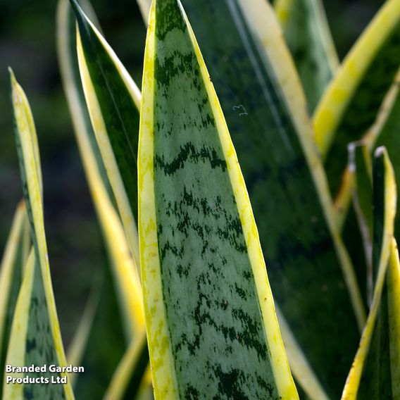 Sansevieria Trifasciata Var. Laurentii