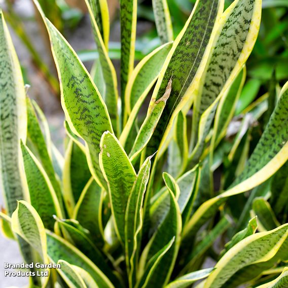 Sansevieria Trifasciata Var. Laurentii