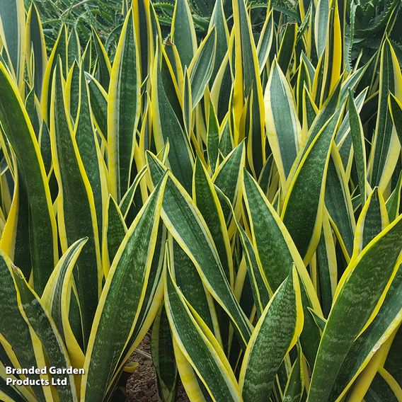 Sansevieria Trifasciata Var. Laurentii