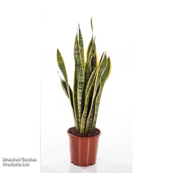 Sansevieria Trifasciata Var. Laurentii