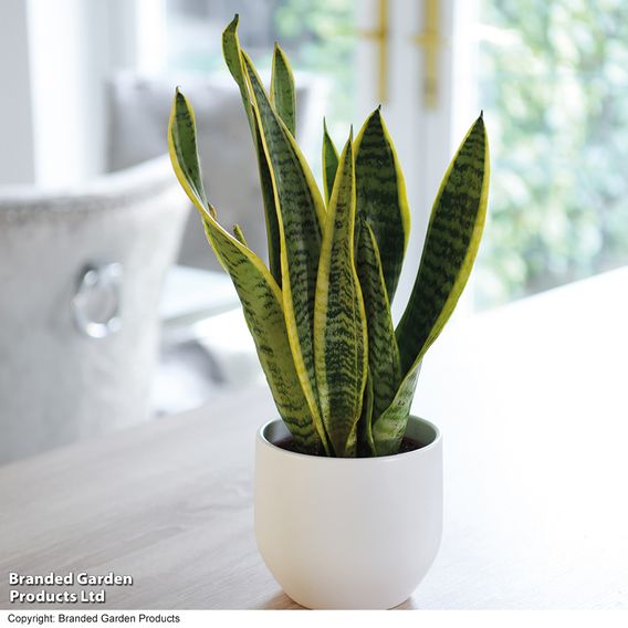Sansevieria Trifasciata Var. Laurentii