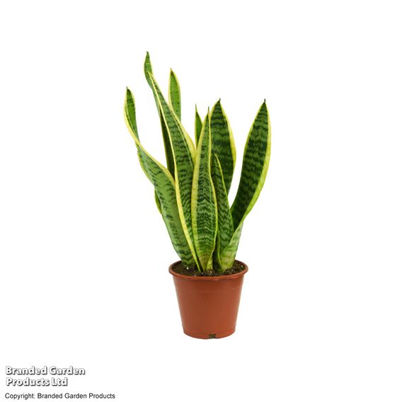 Sansevieria Trifasciata Var. Laurentii