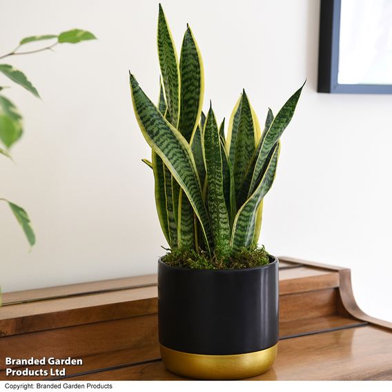 Sansevieria Trifasciata Var. Laurentii