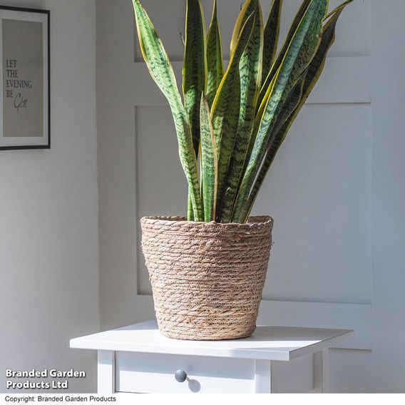 Sansevieria Trifasciata Var. Laurentii