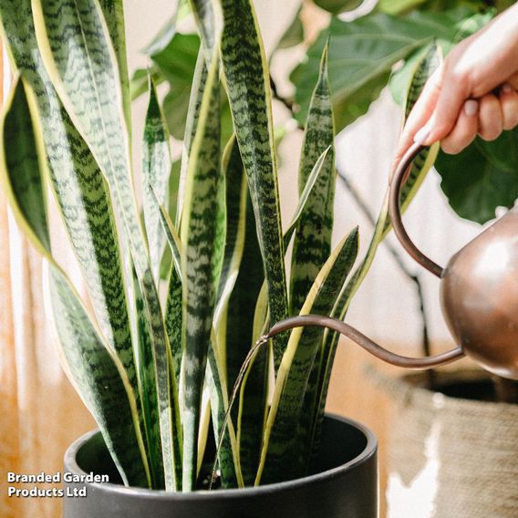 Sansevieria Trifasciata Var. Laurentii