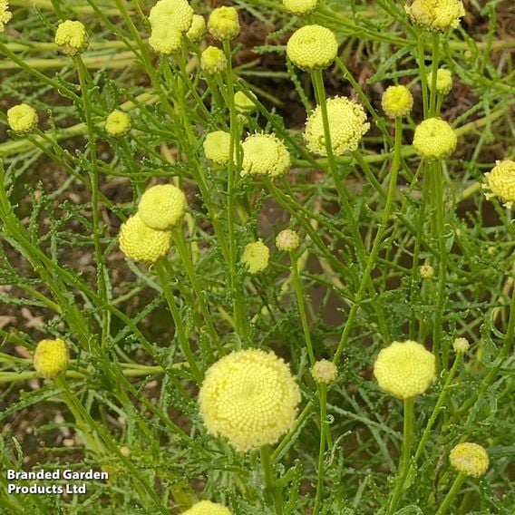 Santolina rosmarinifolia 'Primrose Gem'