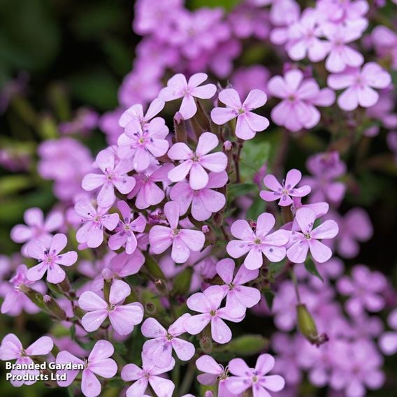 Summer Perennial Plant Bundle