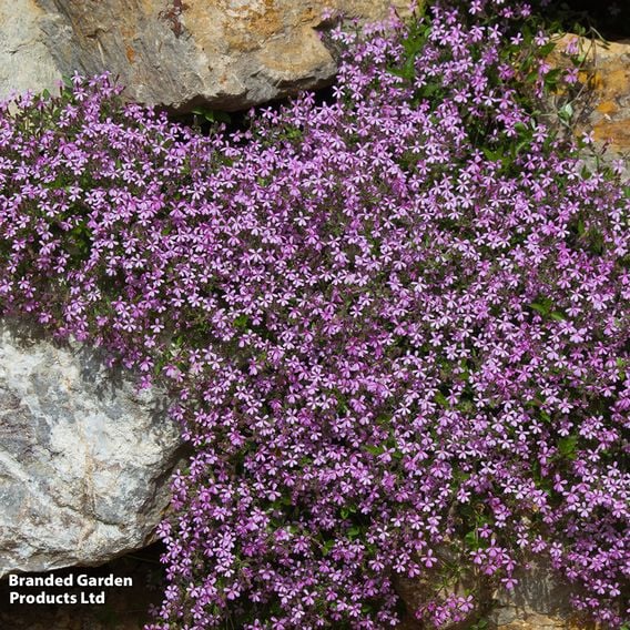 Saponaria ocymoides