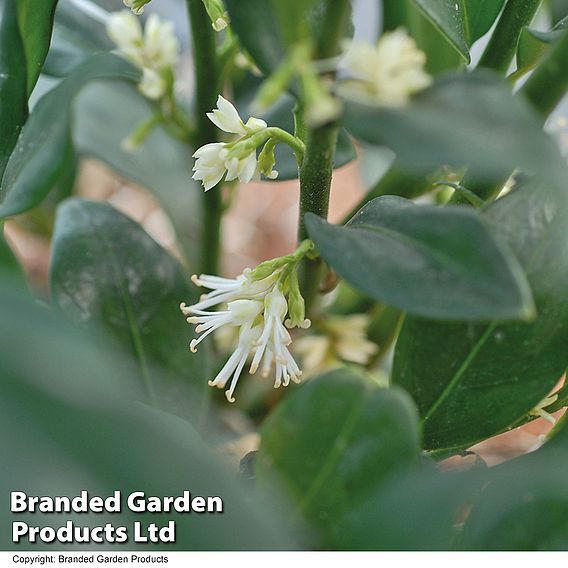 Sarcococca confusa