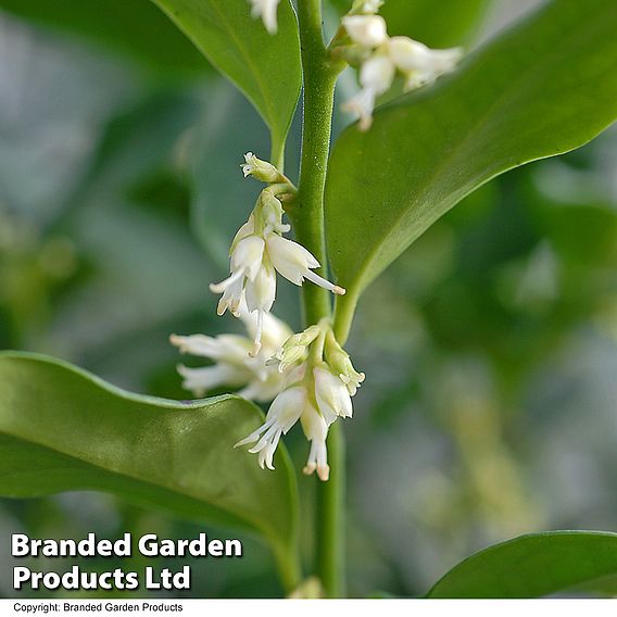 Sarcococca confusa