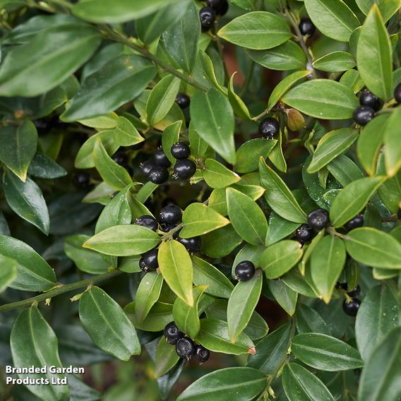 Sarcococca hookeriana var. humilis