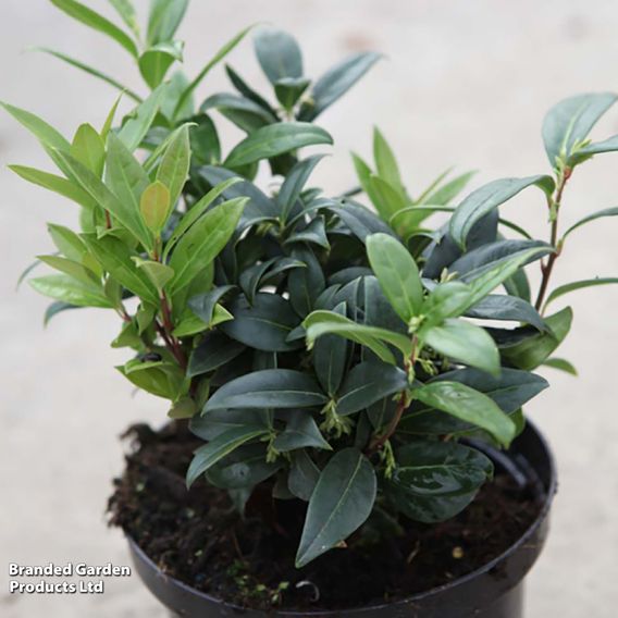Sarcococca hookeriana var. humilis