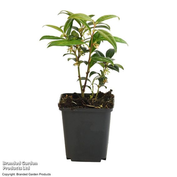 Sarcococca hookeriana var. humilis