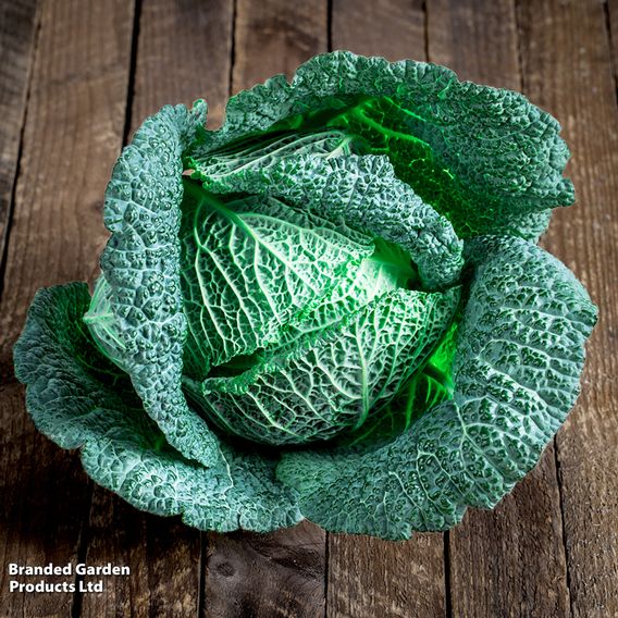 Savoy Cabbage - Seed Tape