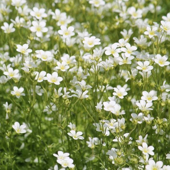 Saxifraga arendsii 'Mossy White'