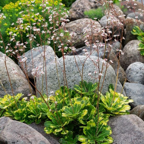Saxifraga umbrosa