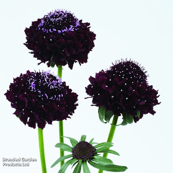Scabiosa 'Scoop Blackberry'