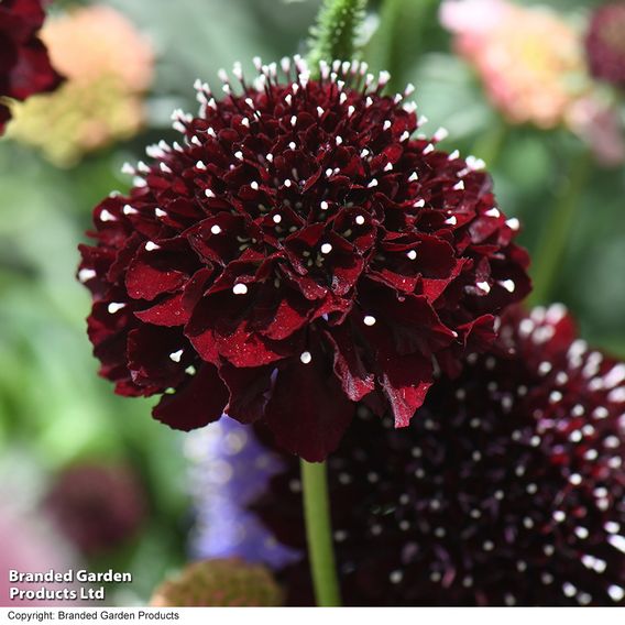 Scabiosa 'Scoop Blackberry'