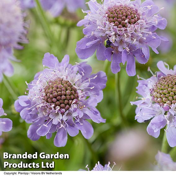 Scabiosa 'Blue Eyes'