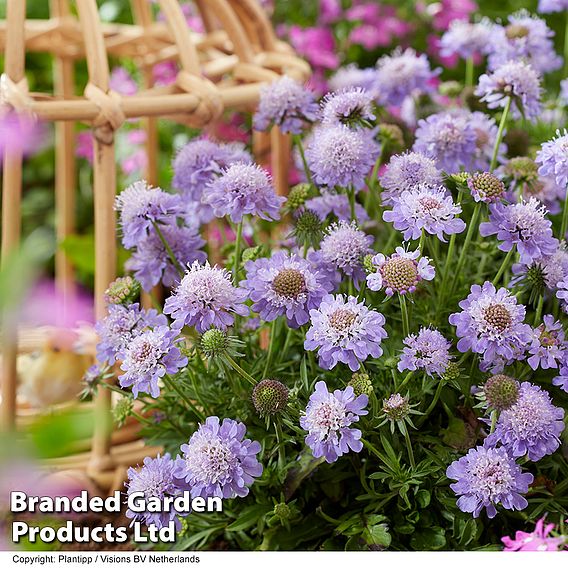 Scabiosa 'Blue Eyes'