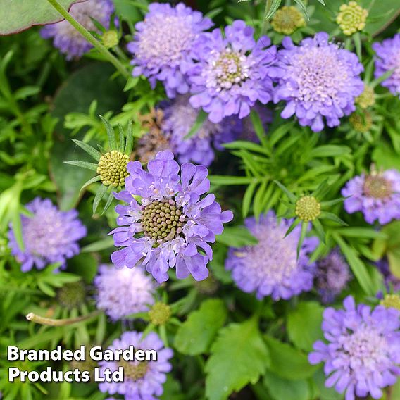 Scabiosa 'Blue Eyes'