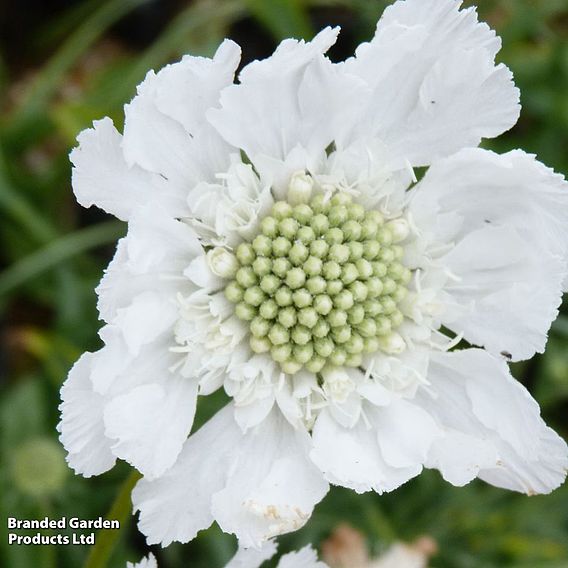Scabiosa caucasica var. alba