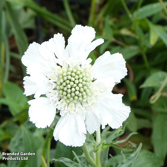 Scabiosa caucasica var. alba