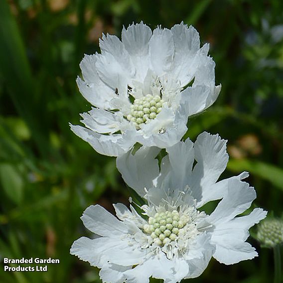 Scabiosa caucasica var. alba