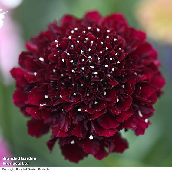 Scabiosa 'Scoop Blackberry'