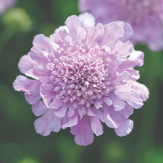 Scabious 'Kudos Pink'