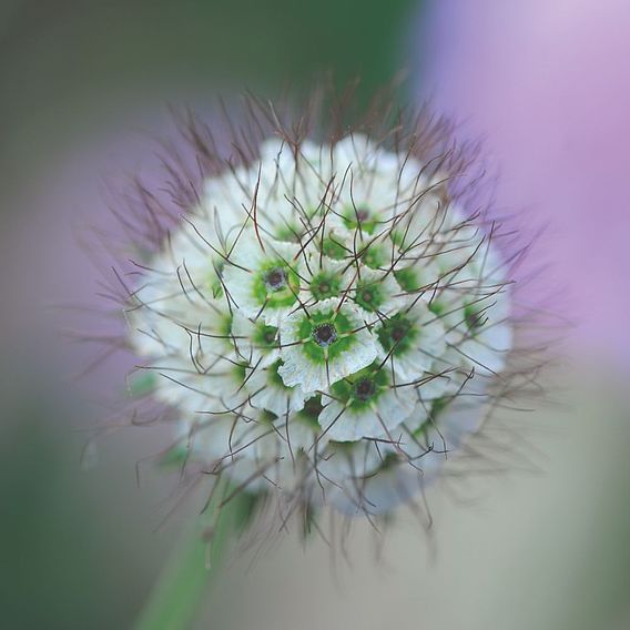 Scabiosa 'Kudos Collection'