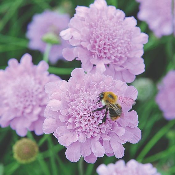 Scabiosa 'Kudos Collection'
