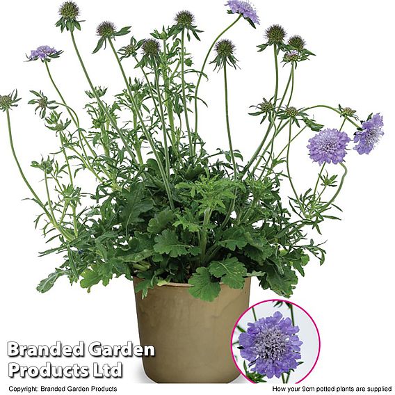 Scabiosa 'Kudo Blue'