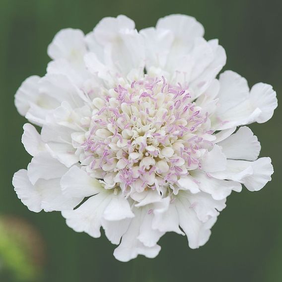 Scabiosa 'Kudo White'