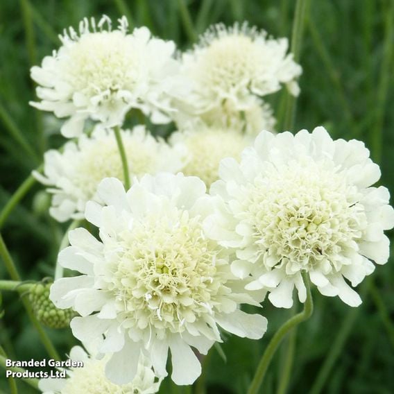 Scabiosa columbaria subsp. ochroleuca