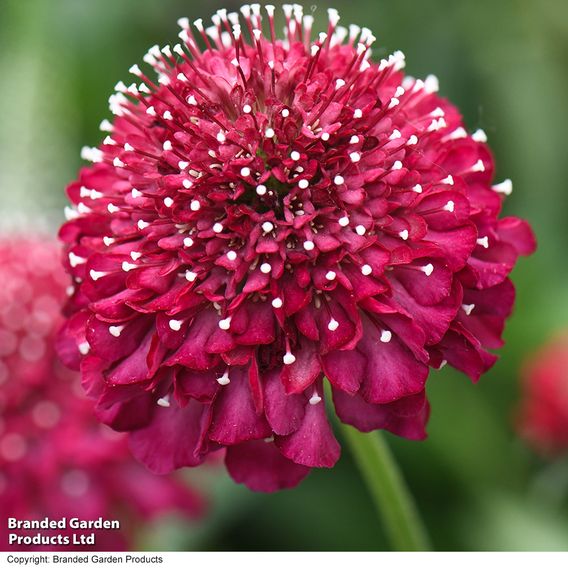 Scabiosa 'Scoop Raspberry'
