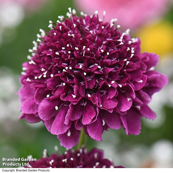 Scabiosa 'Scoop Dark Purple'