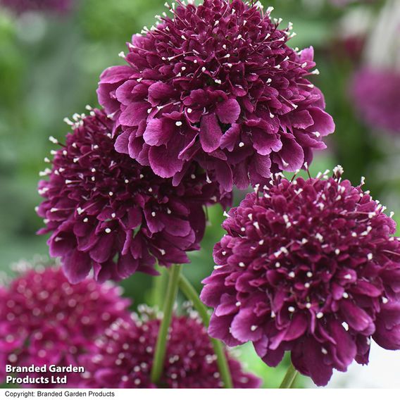 Scabiosa 'Scoop Dark Purple'