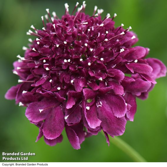 Scabiosa 'Scoop Dark Purple'