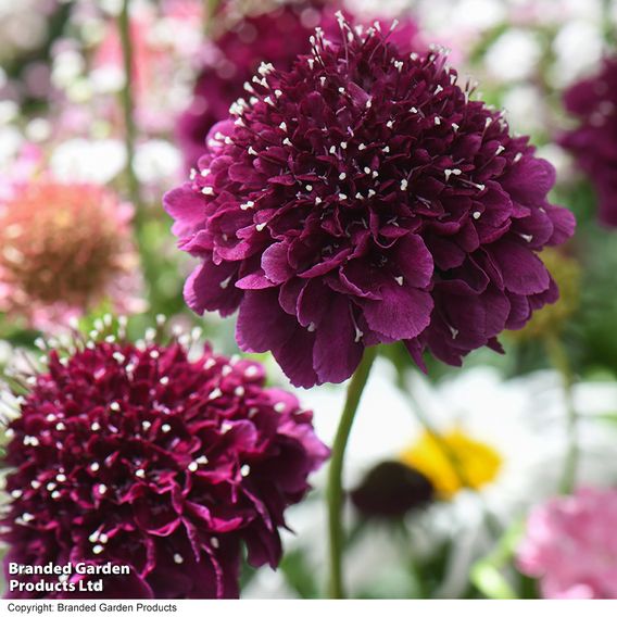 Scabiosa 'Scoop Dark Purple'